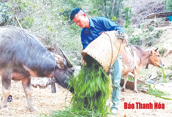 Bí thư chi đoàn bản Chiên Pục làm kinh tế giỏi