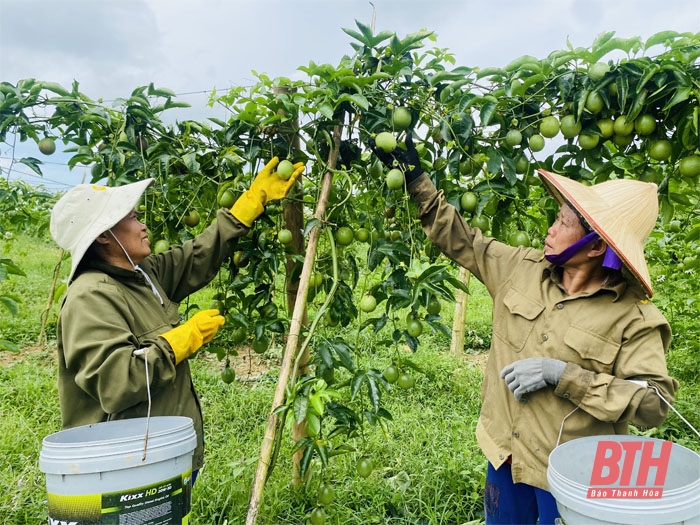 Hiệu quả bước đầu của mô hình liên kết trồng chanh leo phục vụ chế biến