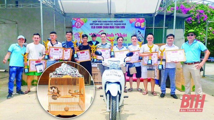 Thú chơi chim chào mào bậc quân vương chim cảnh