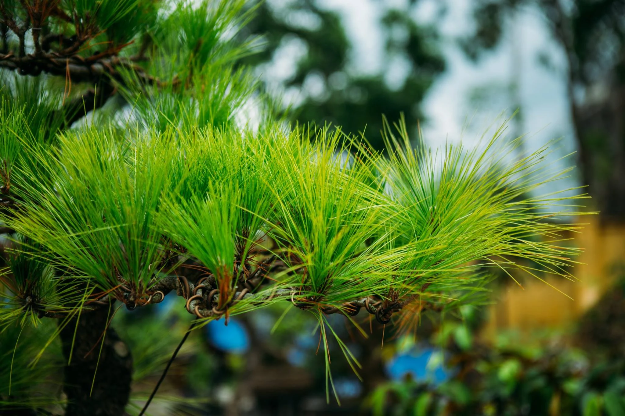 Hội chợ triển lãm sinh vật cảnh huyện Hoằng Hóa