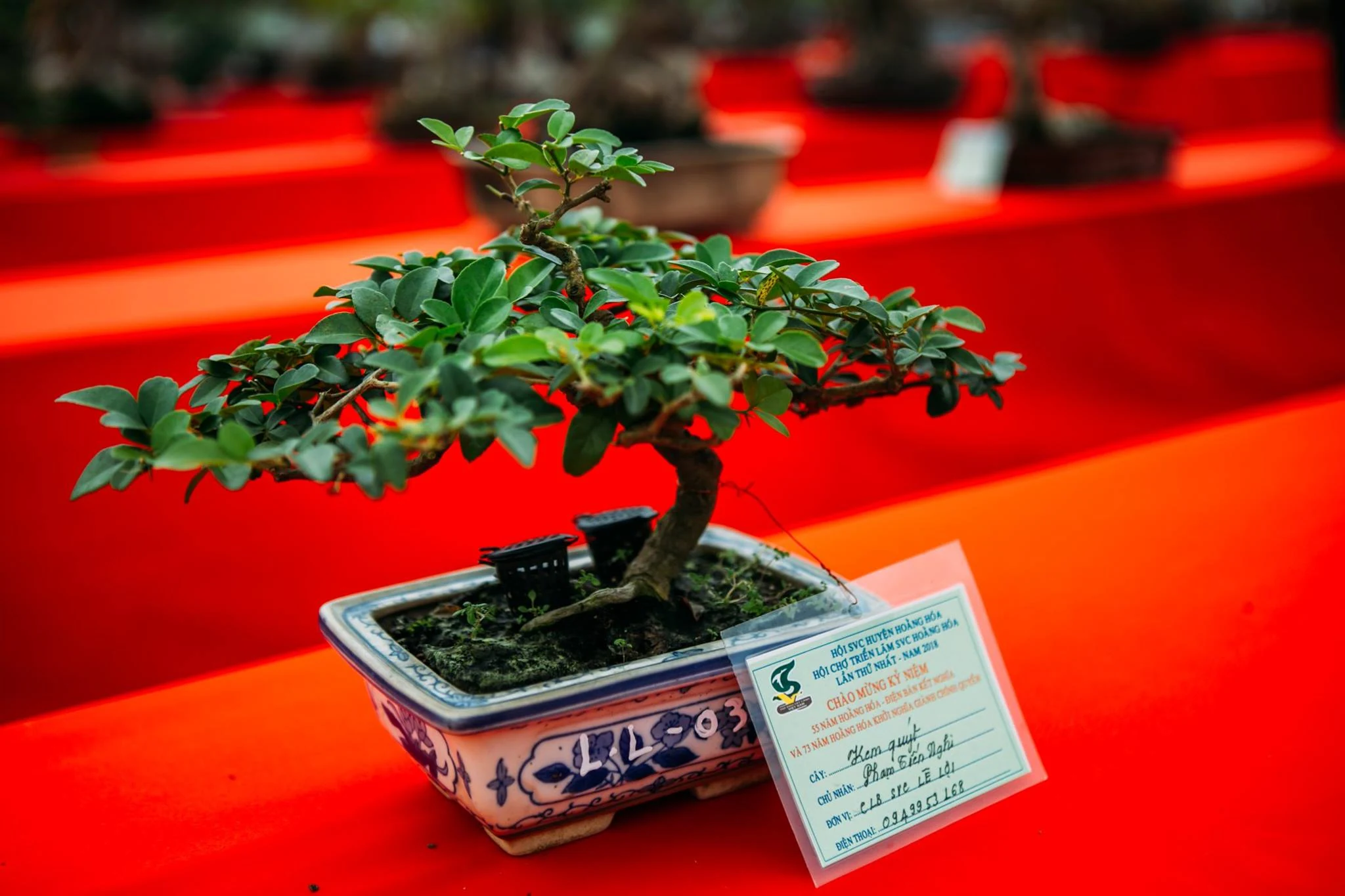 Hội chợ triển lãm sinh vật cảnh huyện Hoằng Hóa