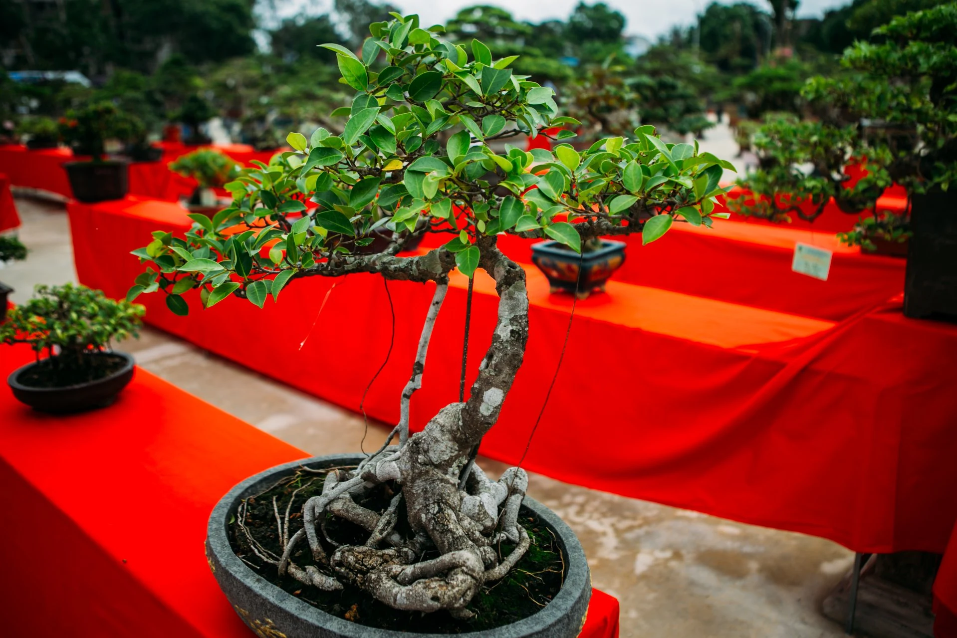 Hội chợ triển lãm sinh vật cảnh huyện Hoằng Hóa