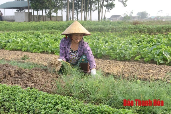 90 hợp đồng kinh tế về cung ứng, tiêu thụ nông sản được ký kết trong năm 2018