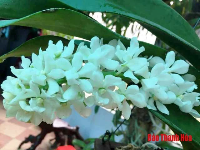 Hoa lan - thú chơi tao nhã ngày Tết