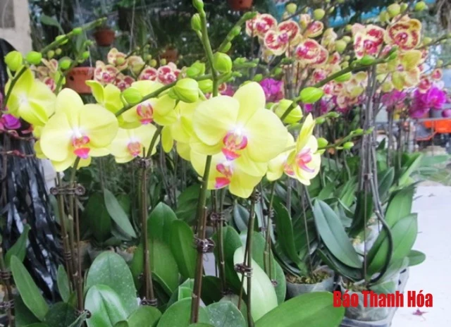 Hoa lan - thú chơi tao nhã ngày Tết