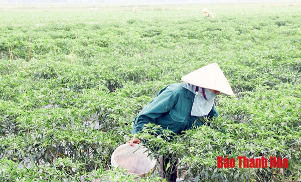 Những “điểm nghẽn” trong thực hiện tái cơ cấu nông nghiệp