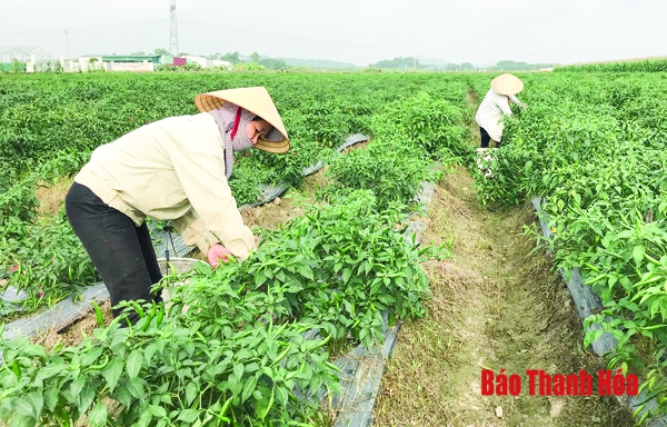 Thu hoạch 14.549 cây trồng vụ đông