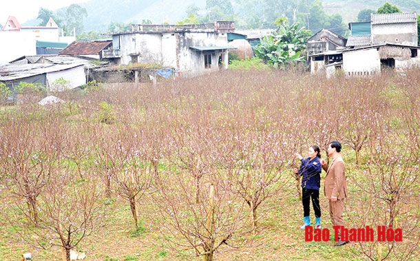 Vùng đào Xuân Du vào tết