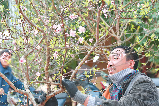 Vùng đào Xuân Du vào tết