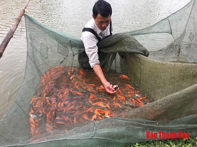 Nhộn nhịp làng nuôi cá phục vụ Tết ông Công ông Táo