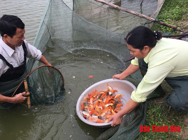 Nhộn nhịp làng nuôi cá phục vụ Tết ông Công ông Táo