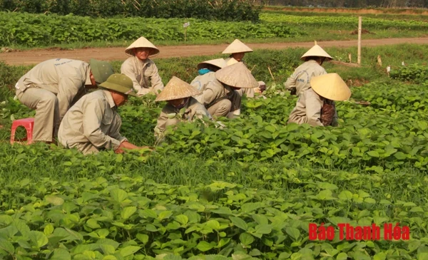 Kết quả từ phát triển giống cây trồng, vật nuôi
