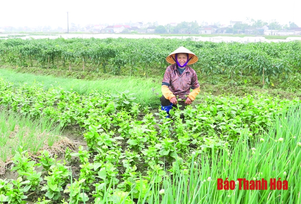 Vụ đông và quá trình chuyển từ “lượng” sang “chất”