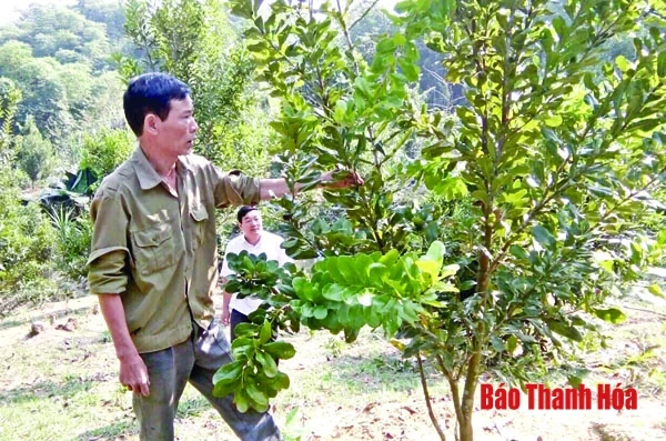 Đánh giá khả năng thích nghi của cây mắc ca trên địa bàn Thanh Hóa
