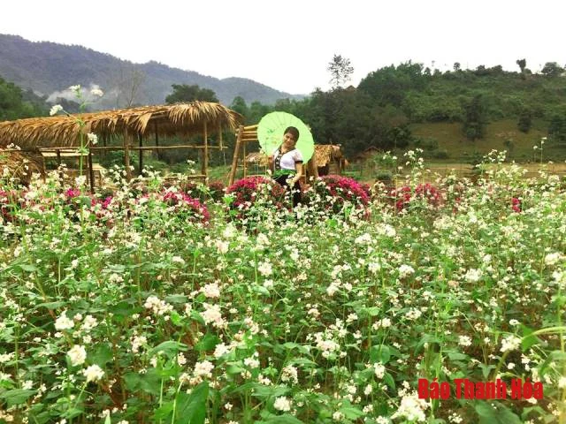 Về Như Xuân ngắm hoa Tam giác mạch