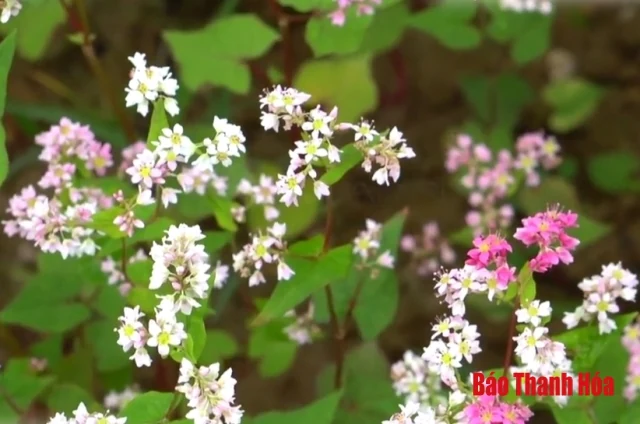 Về Như Xuân ngắm hoa Tam giác mạch