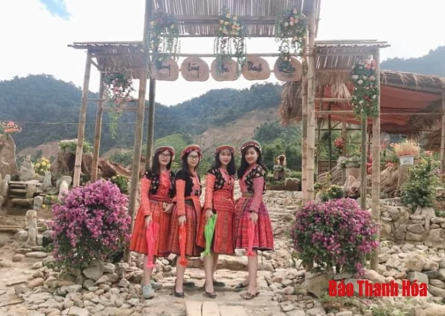 Về Như Xuân ngắm hoa Tam giác mạch