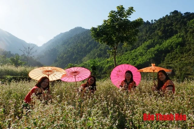 Về Như Xuân ngắm hoa Tam giác mạch