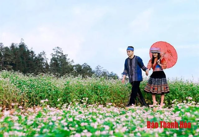 Về Như Xuân ngắm hoa Tam giác mạch