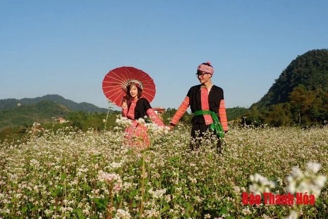 Về Như Xuân ngắm hoa Tam giác mạch