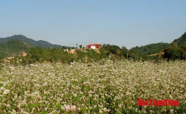 Về Như Xuân ngắm hoa Tam giác mạch