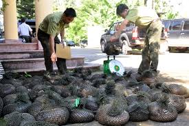 Tăng cường kiểm soát việc vận chuyển, buôn bán các loài động vật hoang dã nguyên cấp