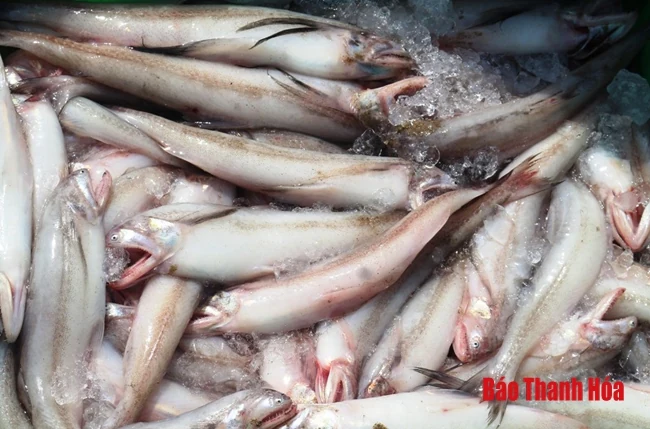 Chợ cá ven biển tấp nập ngày đầu năm