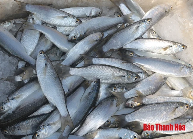 Chợ cá ven biển tấp nập ngày đầu năm