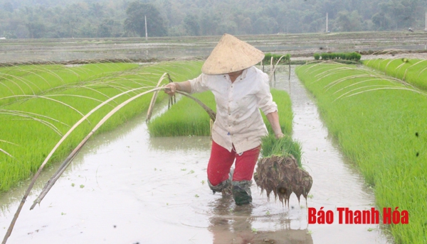 Huyện Lang Chánh: Xây dựng 100 ha lúa sản xuất theo hướng tập trung, thâm canh