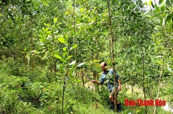 Lực lượng kiểm lâm với công tác bảo vệ rừng tận gốc theo hướng xã hội hóa