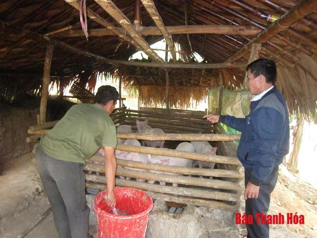 Quan Sơn chủ động phòng chống bệnh dịch tả lợn châu Phi