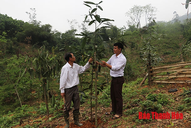 Huyện Thường Xuân chú trọng mở rộng diện tích trồng dược liệu