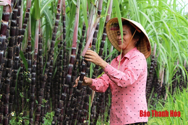 Xã Điền Trung (huyện Bá Thước): Thu nhập cao từ cây mía tím