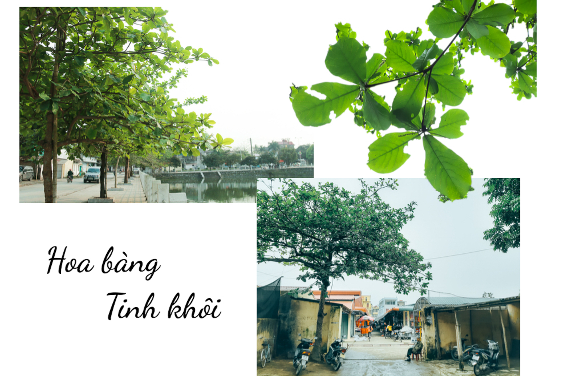 [E-Magazine] - link vào m88 bhki 3 - Kí ức tuổi thơ tôi