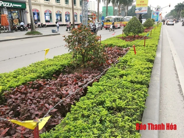 Nguy cơ tiềm ẩn từ hàng dây thép gai trên dải phân cách