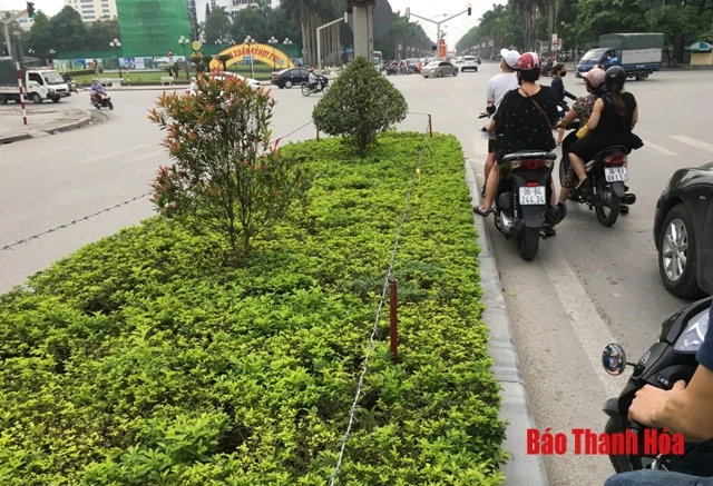 Nguy cơ tiềm ẩn từ hàng dây thép gai trên dải phân cách