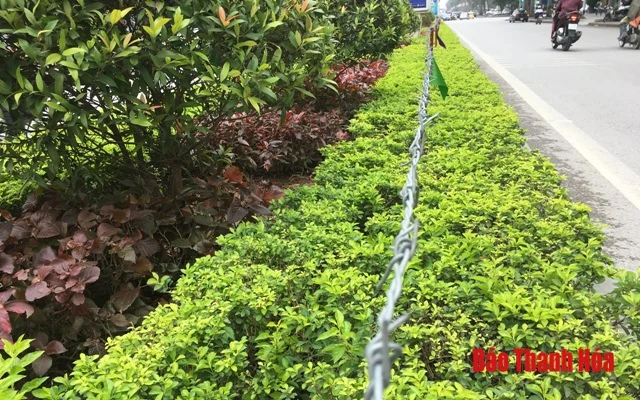 Nguy cơ tiềm ẩn từ hàng dây thép gai trên dải phân cách