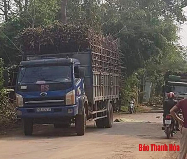 Báo động tình trạng mất an toàn giao thông từ xe ô tô chở mía trên địa bàn huyện Thạch Thành