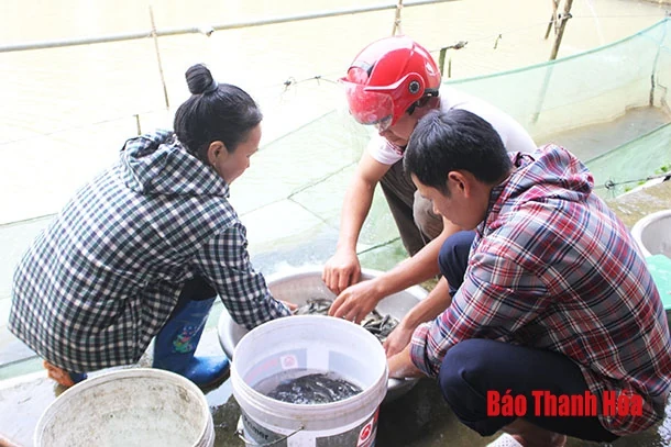 Khôi phục nghề sản xuất cá truyền thống