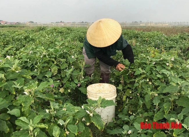 Những hạn chế trong chuyển đổi cơ cấu cây trồng