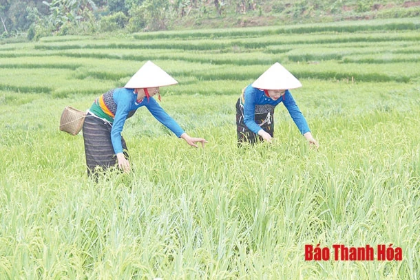 Nhiều khó khăn trong thụ hưởng chính sách tái cơ cấu nông nghiệp khu vực miền núi