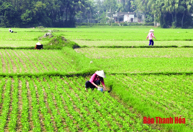 Huyện Tĩnh Gia quan tâm phát triển đảng viên ở các xã vùng bãi ngang