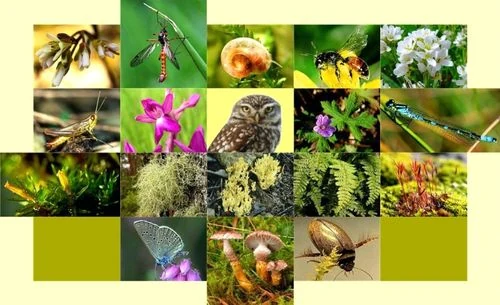 Hưởng ứng Ngày quốc tế Đa dạng sinh học năm 2019