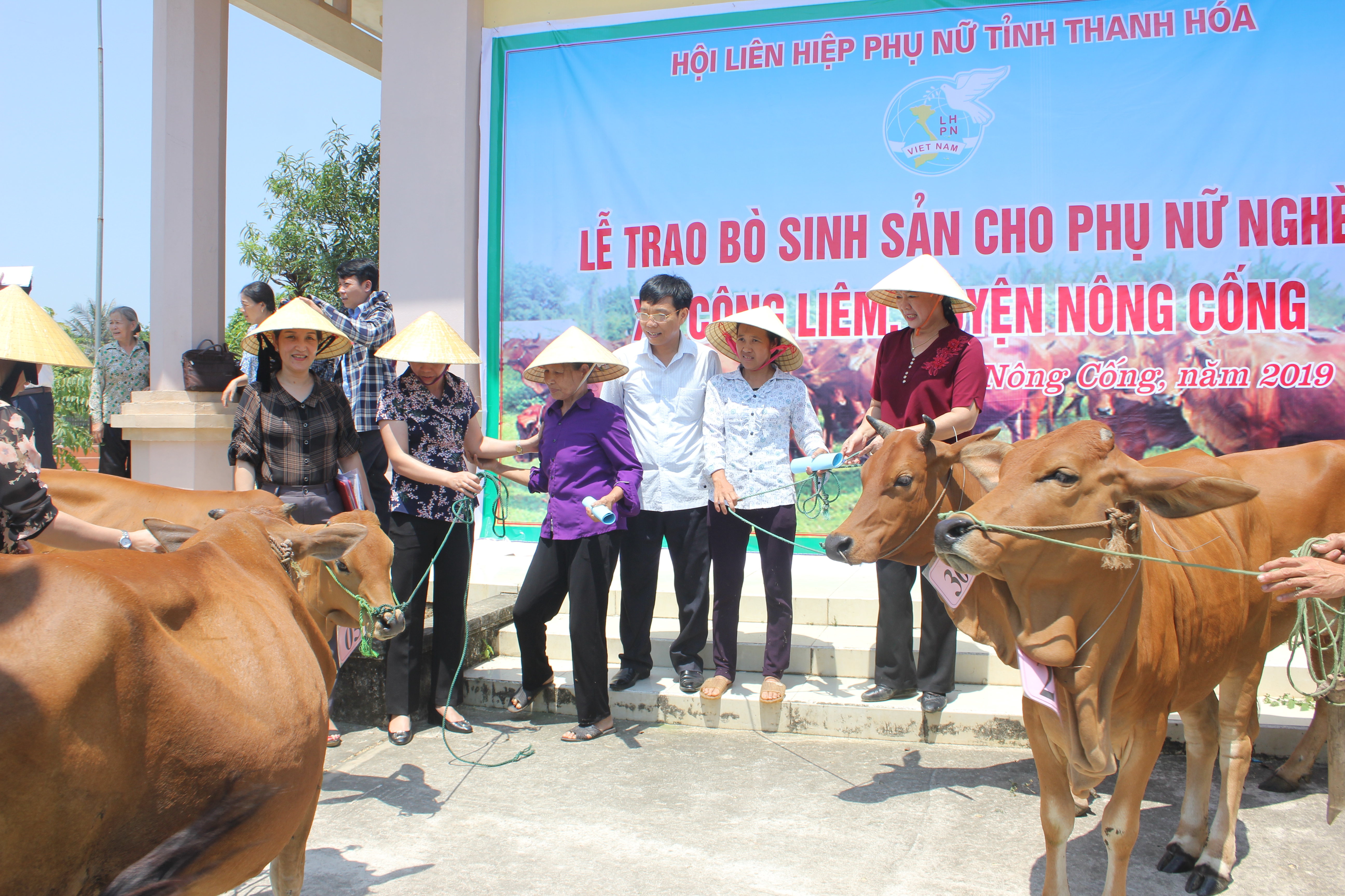 Ra mắt Tổ hợp tác chăn nuôi bò sinh sản