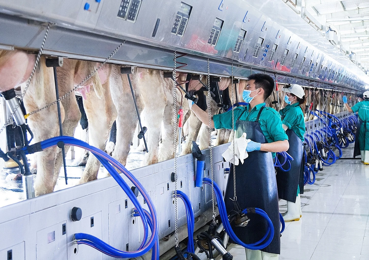Một vòng khám phá trang trại “thông minh” của Vinamilk