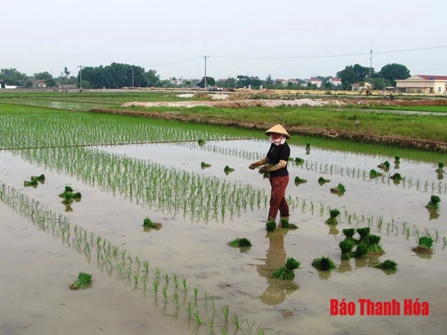 Huyện Đông Sơn khắc phục tình trạng hạn hán