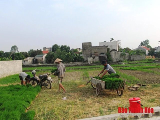 Huyện Đông Sơn khắc phục tình trạng hạn hán