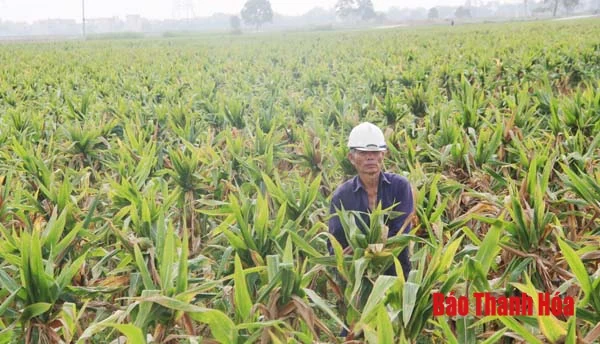 Hiệu quả của những cánh đồng sản xuất giống cây trồng ở huyện Yên Định