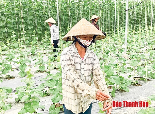 Xây dựng 36.410 ha liên kết sản xuất và bao tiêu sản phẩm nông nghiệp theo chuỗi giá trị