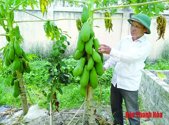 HTX khó tiếp cận nguồn vốn tín dụng phát triển sản xuất, kinh doanh